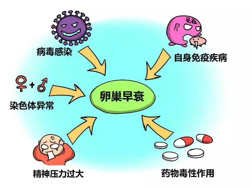 卵巢的衰老帶動女人的衰老！