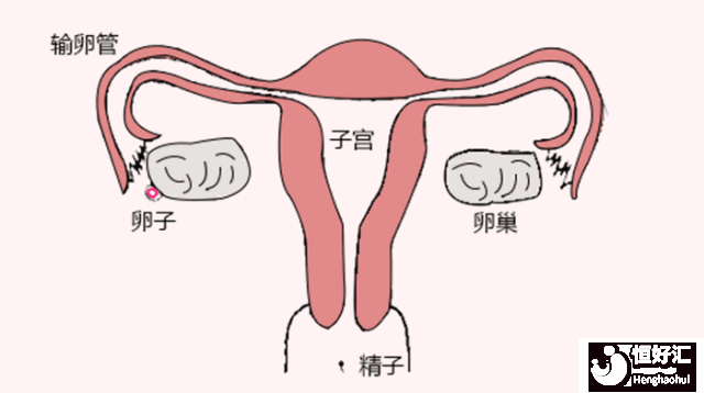 快速懷孕的條件，你都具備嗎？