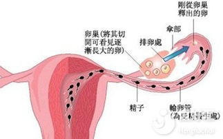 關(guān)于受精與受精卵的那些事兒，看完一目了然！