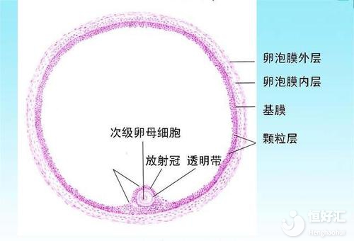 卵巢多囊樣改變是什么？會(huì)影響懷孕嗎？