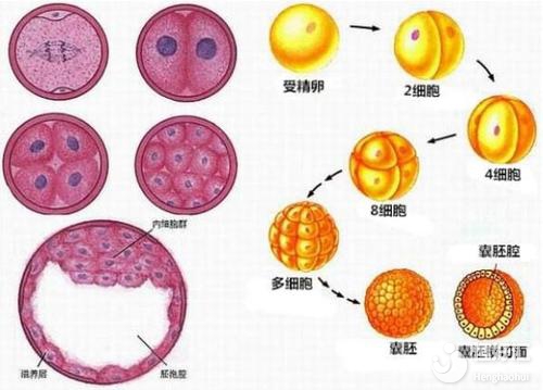 試管嬰兒胚胎類型揭秘，是你想象中的樣子嗎？