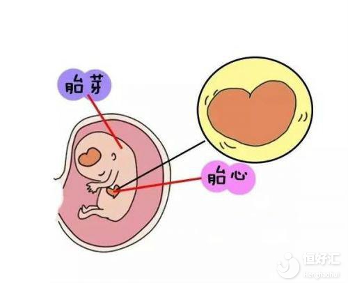 試管嬰兒胚胎著床后多久能聽到胎心？