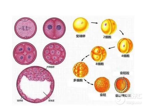 做試管提高胚胎著床的方法，你知道幾個(gè)？